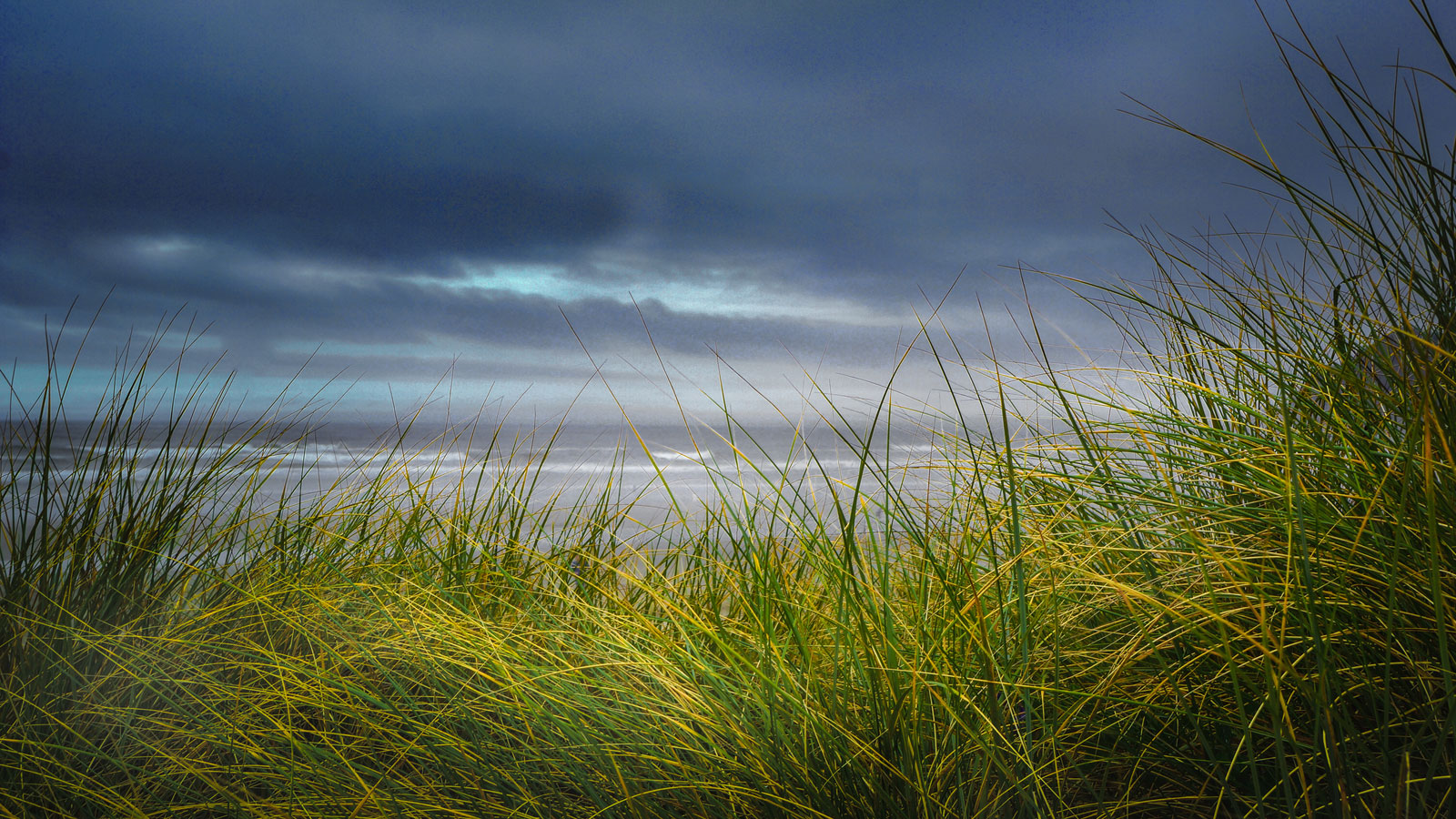 0121_seagrass_1600.jpg