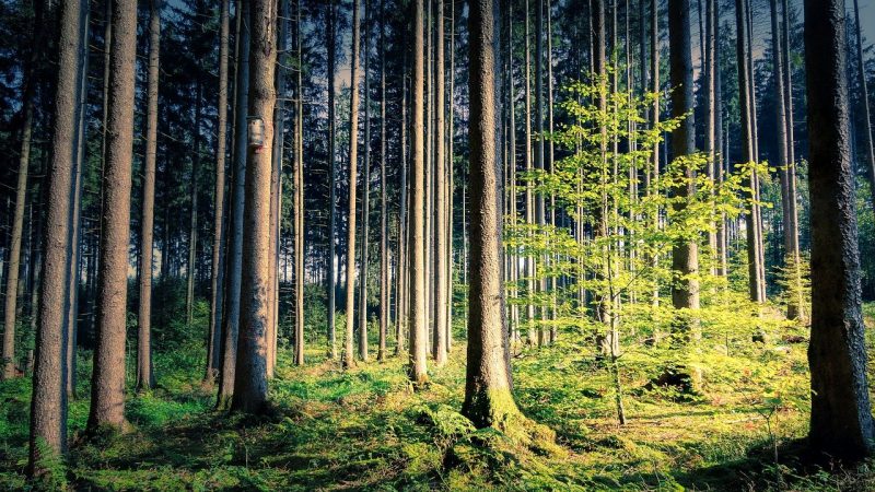 Forest-3-800x450.jpg