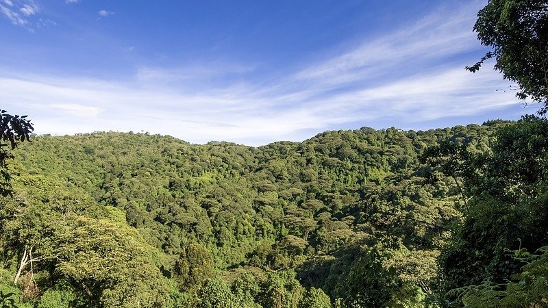 Ugandan-forest.jpg