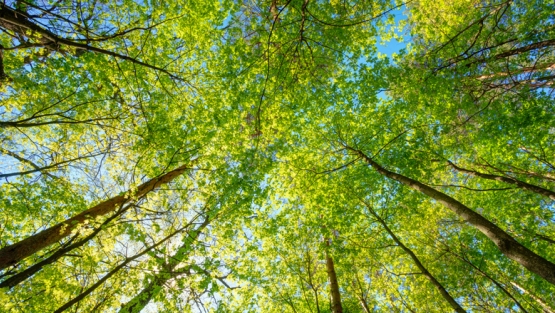 cleanair.jpg
