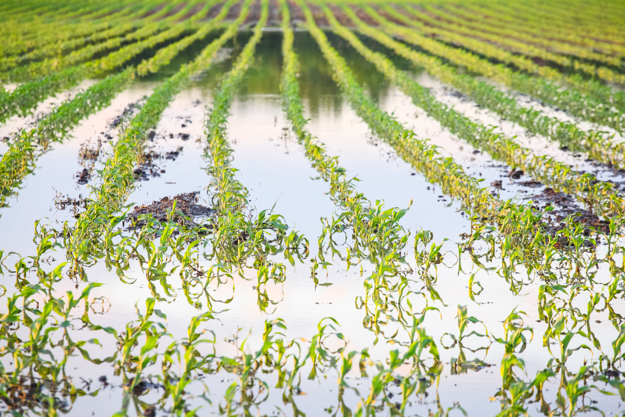 floodedcornfield_sstock.jpg