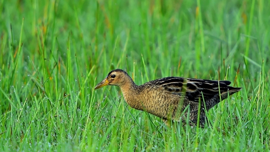 water_cock_by_ajith_gamage.jpg
